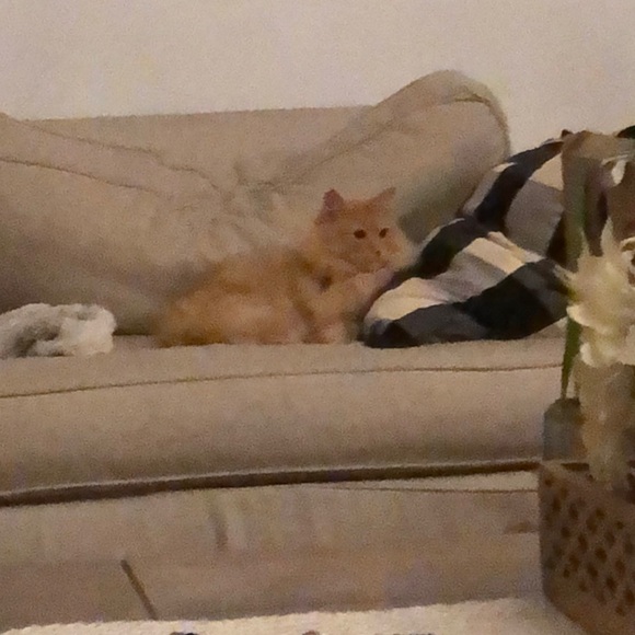 Meet your Posher, Dina - Picture 1 of 1